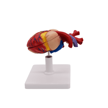 Набор моделей «Сердце позвоночных» (7 моделей)